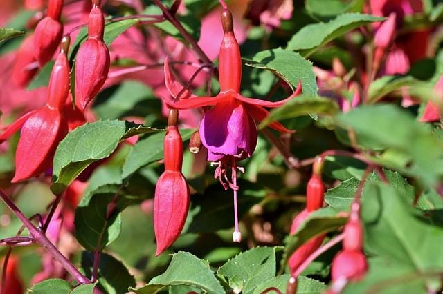 fuchsia flower