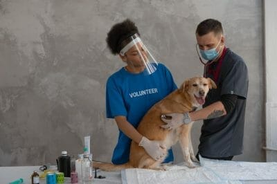 google ads for veterinarians