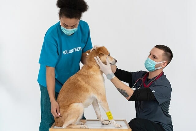 Email marketing for veterinarians