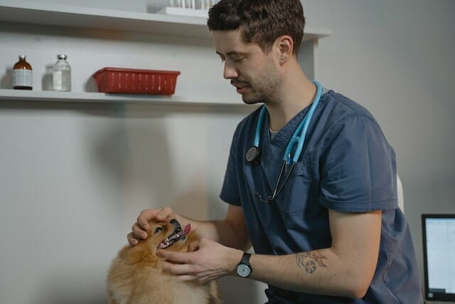 Veterinarian