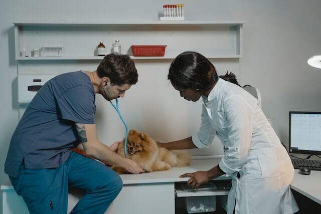 How to get more reviews for veterinarians