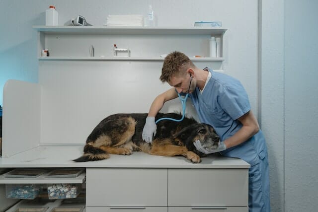 Veterinarian checking a dog's health