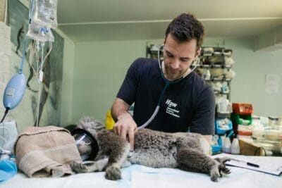 seo for veterinarian featured image