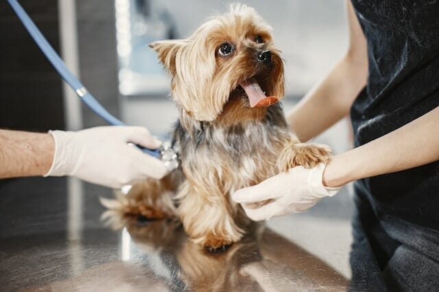 Veterinarians doing checkup on a puppy 