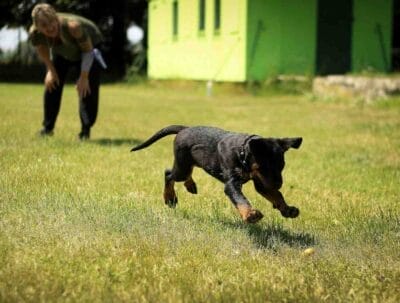 Training Dogs: Black and Tan Rottweiler Puppy Running on Lawn Grass