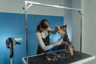 SEO for Pet Groomers and Pet Grooming Businesses