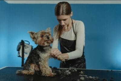 Terrier Dog being Groomed by a Professional Groomer