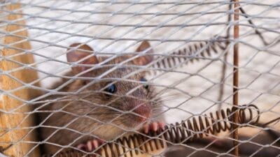 Google Ads for wild life pest control