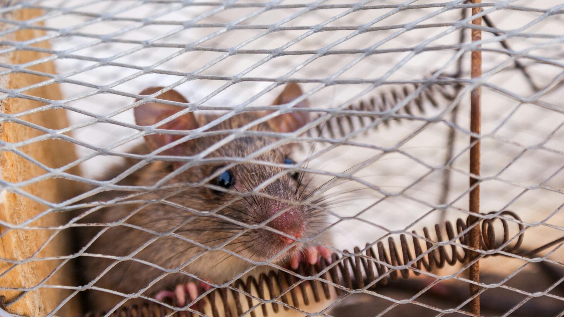 Google Ads for wild life pest control