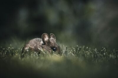 seo for wildlife pest control services featured pic